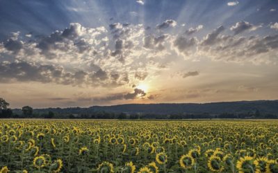 UNE HUILE DE TOURNESOL 100% LOCALE ET BIO POUR LES MASSAGES