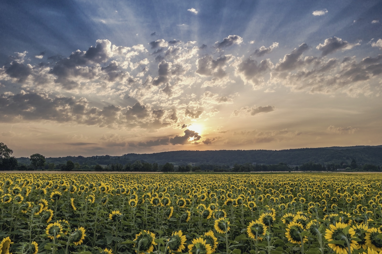 Champ de tournesol